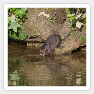 Water vole taking to the water Sticker